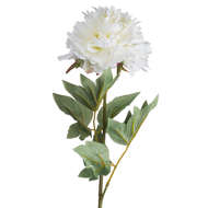 Classic White Peony Rose