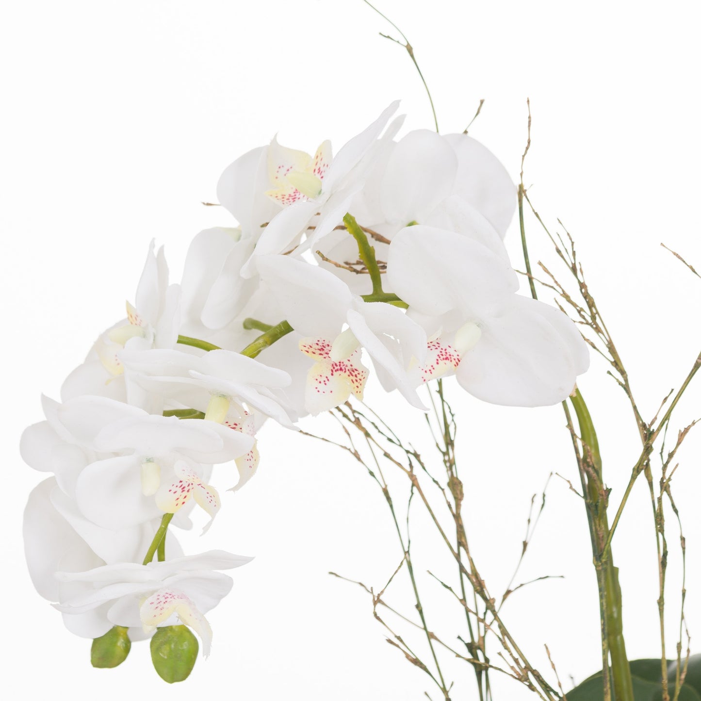 Small Glass Pottted Orchid with Root