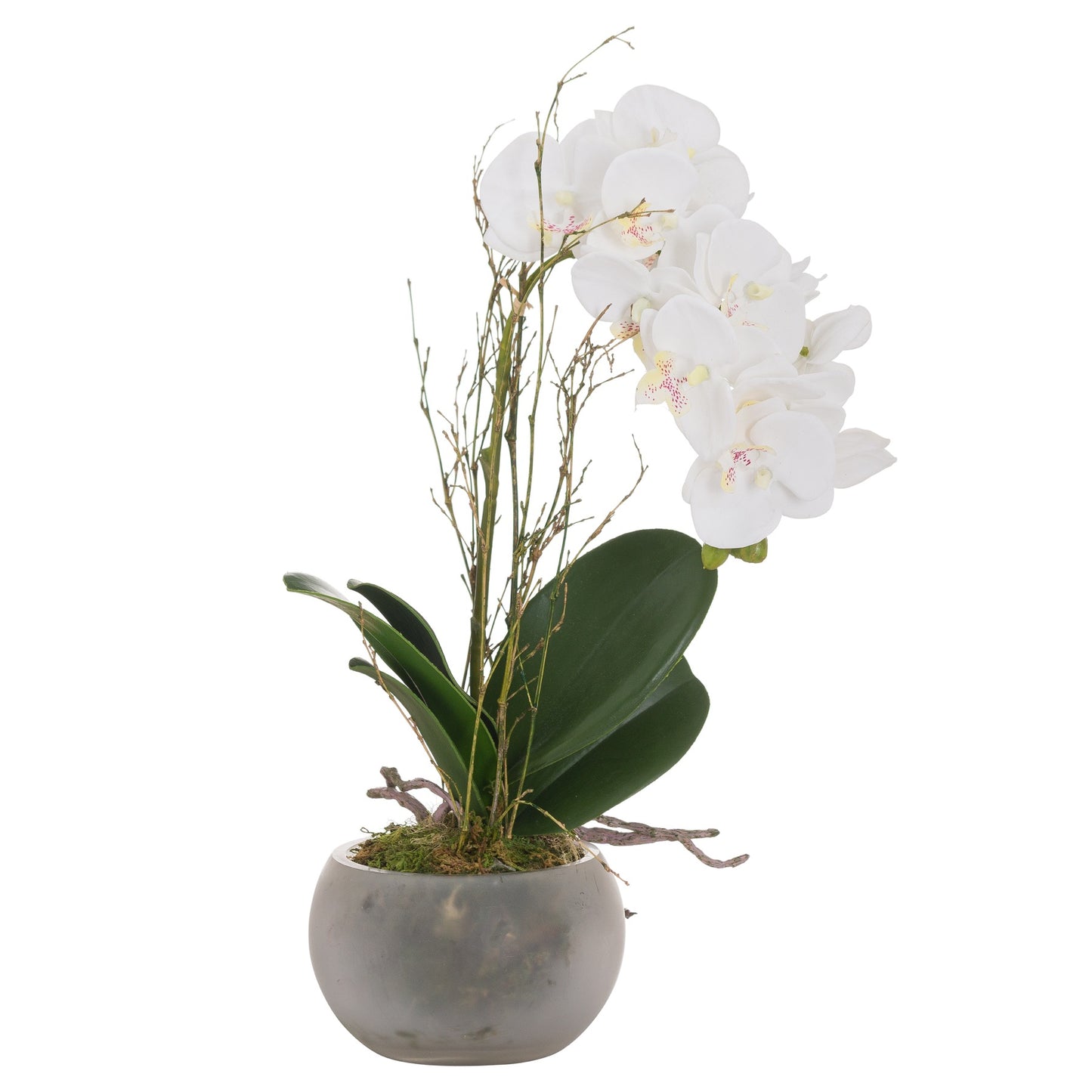 Small Glass Pottted Orchid with Root