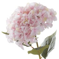 Giant Pink Headed Hydrangea