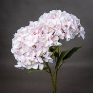 Giant Pink Headed Hydrangea