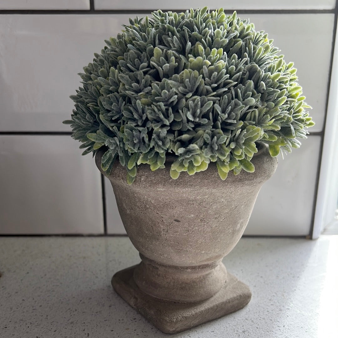 Boxwood with Stone Effect Urn