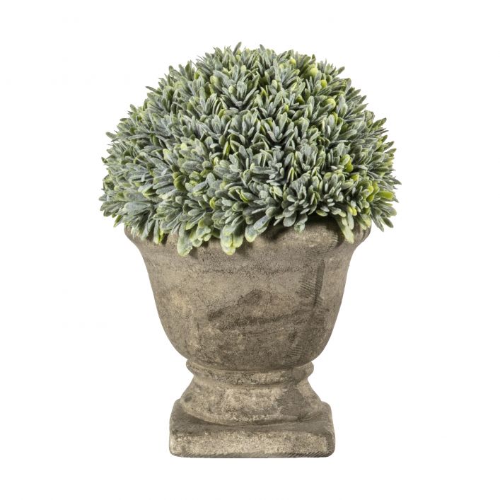 Boxwood with Stone Effect Urn