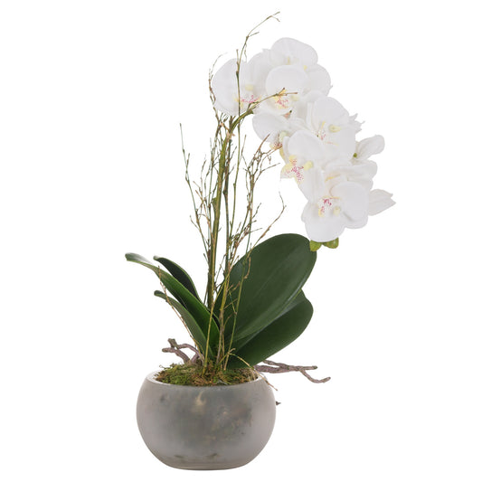Small Glass Pottted Orchid with Root