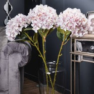 Giant Pink Headed Hydrangea
