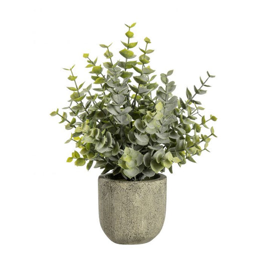 Eucalyptus with Rustic Pot
